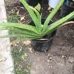 Aloe Vera Plants