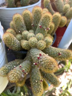 Dedos de oro