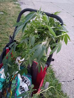 Humboldt County Weed Plants
