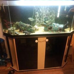 Fish Tank