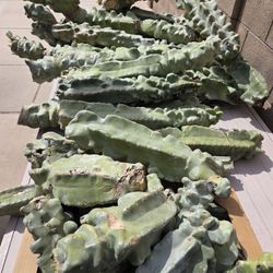 Totem Cactus Pieces