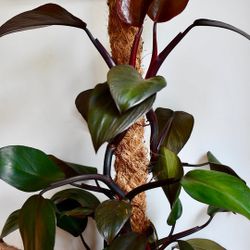 Rare Aroid Philodendron Royal Queen Plant/ Indoor Plant/ House Plant Flower Patio Garden 