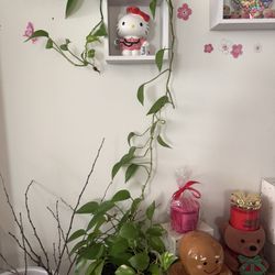 Plant 
