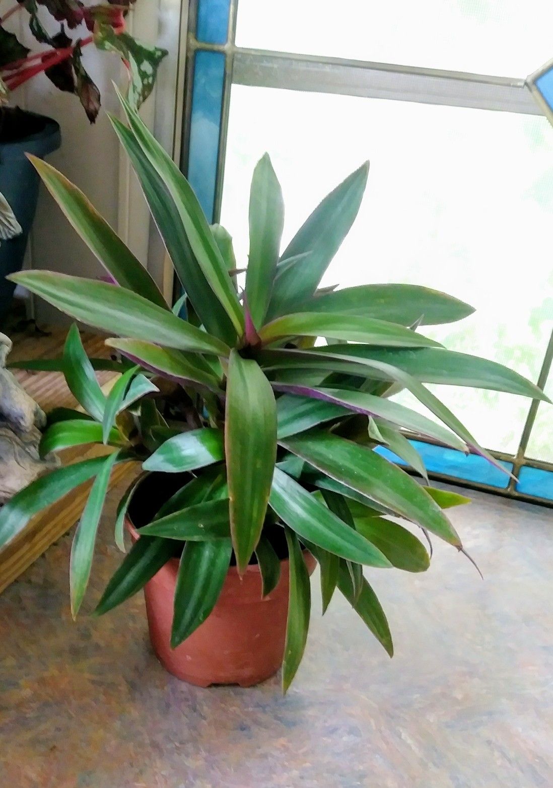 Bushy Dwarf Oyster Plants - Potted Florida Friendly Plants