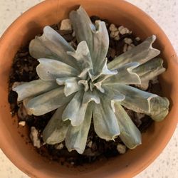 Topsy Turvy Echeveria Succulent Plant 