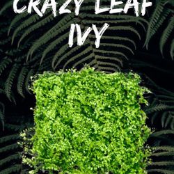 Crazy Leaf 20x20 Ivy Panels 