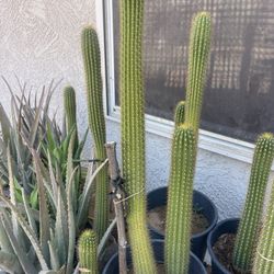 Different Types of Cactus Plants