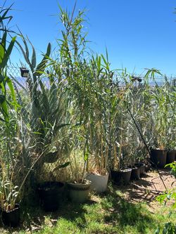 Bamboo privacy solution