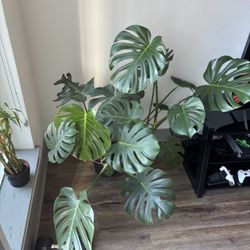 Monstera Plant