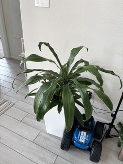 Live plants $50