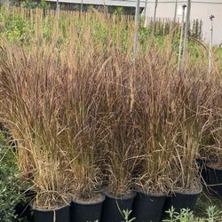 Purple Fountain Grass