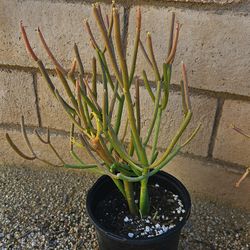 Pencil Cactus - Euphorbia tirucalli 'Firesticks' 1-Gallon Plant