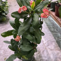 Big Crown Of Thorn In One Gallon Pot (big Flower )