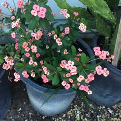 Beautiful Crown Of Throne In Large 15 Gallon Pot