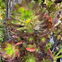 Beautiful Suculent 5 Gallons Pot 