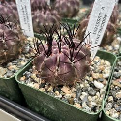 Neochilenia jussieui cactus 🪴🌵💜🖤
