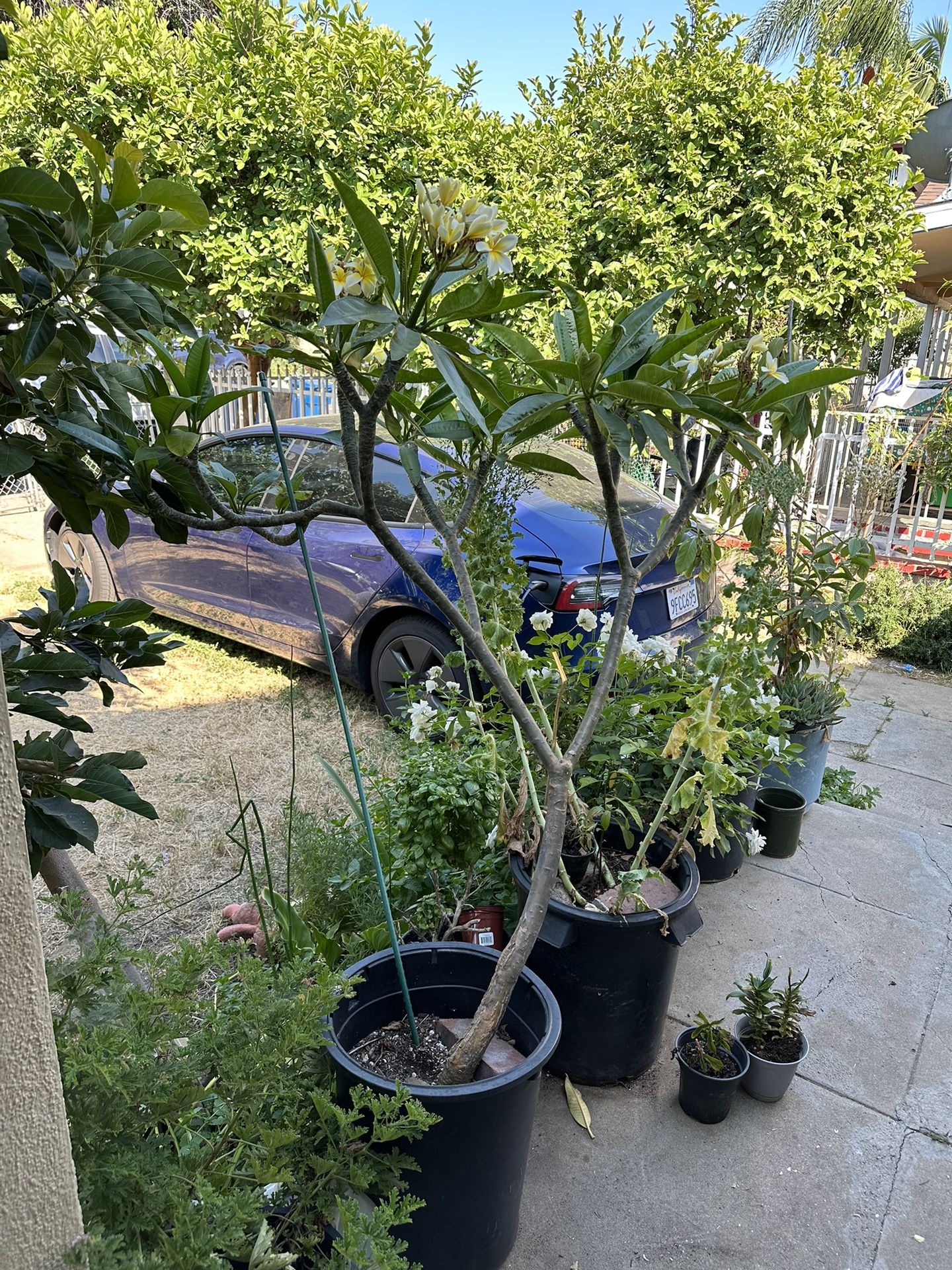 5-6ft Plumeria Tree Possibly Celandine W/red Graft