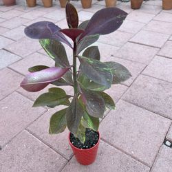 Homegrown African Milk Bush Green Purple Plant In Ceramic Red Pot