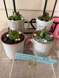 Sarah’s Succulents In Cups