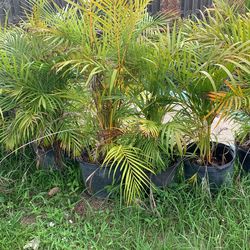 Areca palms 7 gallon