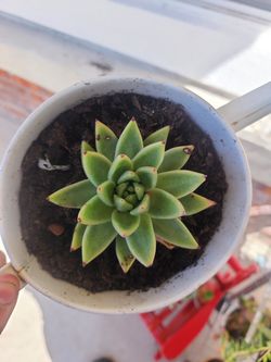 Succulent plant echeverria