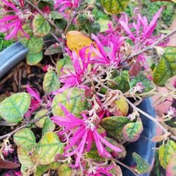 Chinese Fringe Pink Flower. 5 Gallon