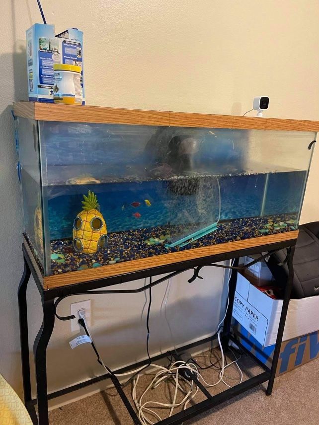 Fish Tank  All Included  even Three Fish 