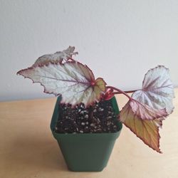 Rex Begonia Tropical Plant 3in Planter