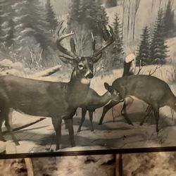 Large Deer Photo Reproduction
