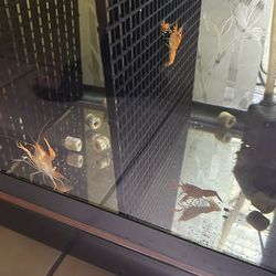 Tank Decor