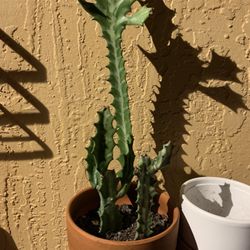 plant and pot $10