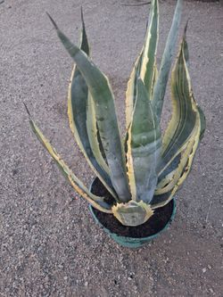variegated Agave americana 'Marginata' plant