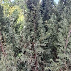 Italian Cypress 4-5ft $55🌲