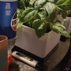 Basil Plants With Auto Water Pots. Just Add Bottles 