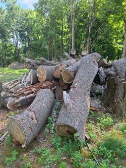FREE Cut Tree Logs – Bridgewater, MA