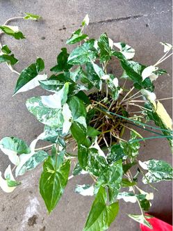 Syngonium Albo plant