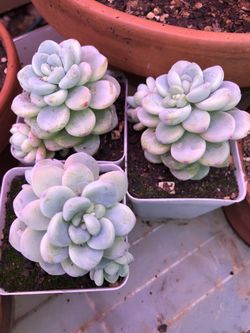 Sedum clavatum 