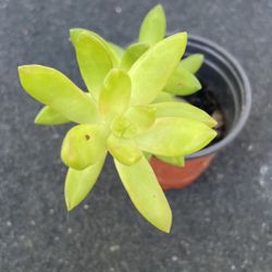 Succulent - Sedum Adolphi 