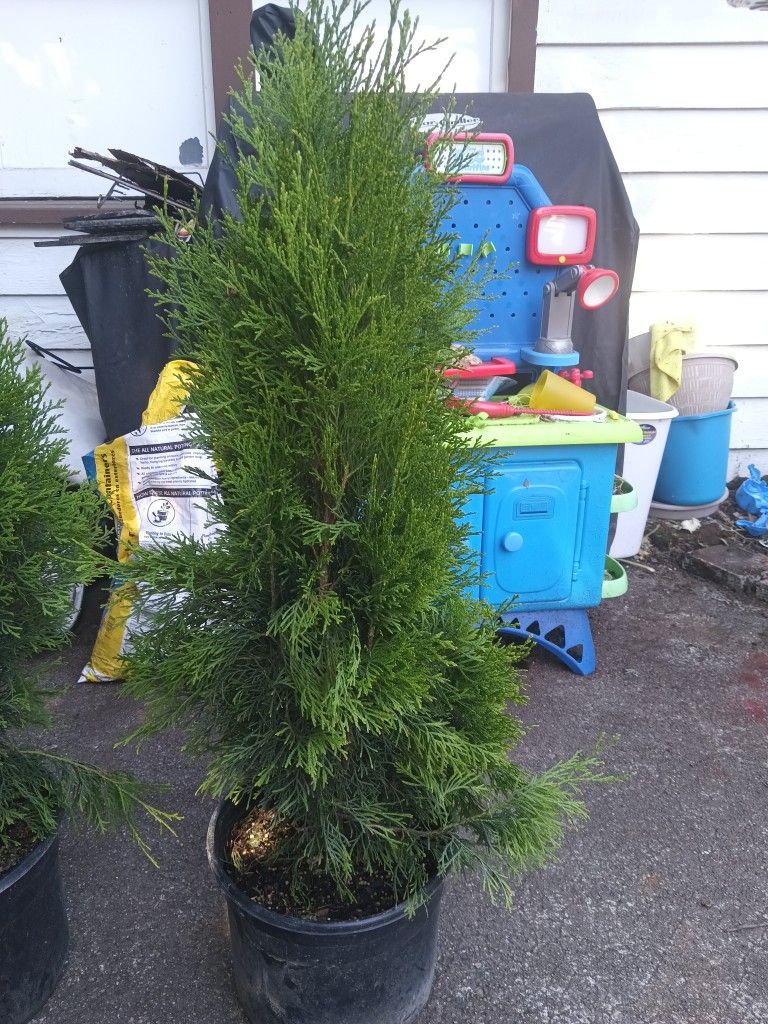 Emerald Green Arborvitaes for Sale in WA OfferUp
