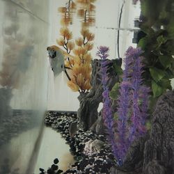 60 Gallon fish tank 4 Sale  $100