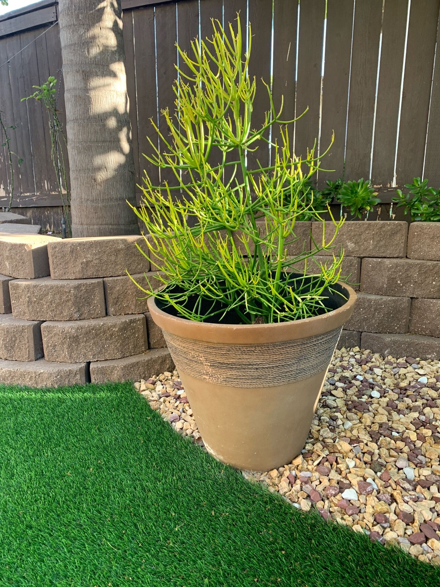 Fire stick plant