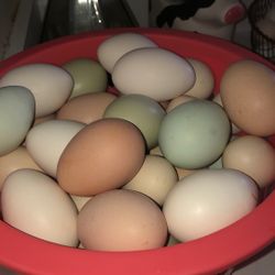 Farm Fresh Eggs