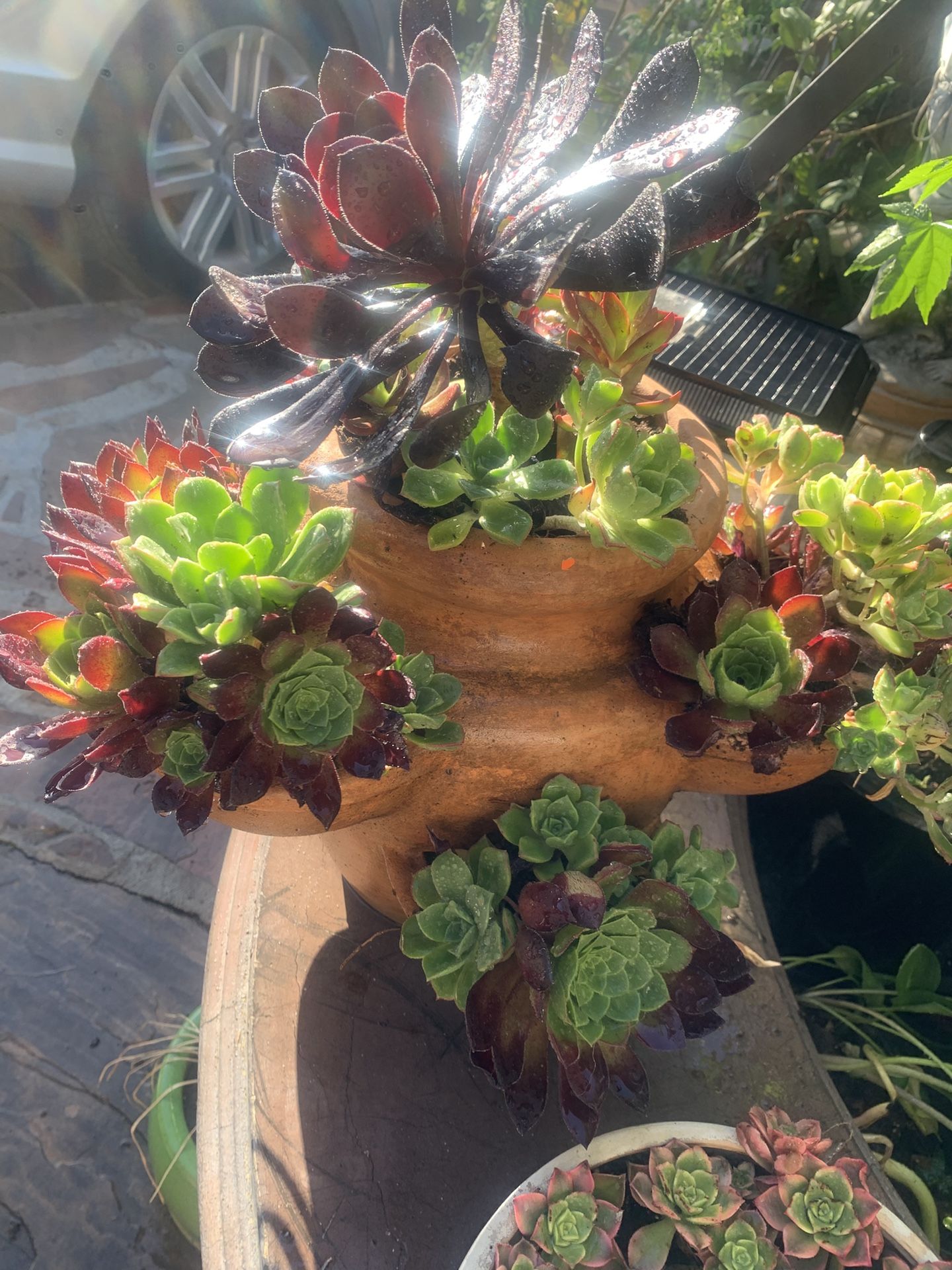 Succulents Plants In Terracotta Pot