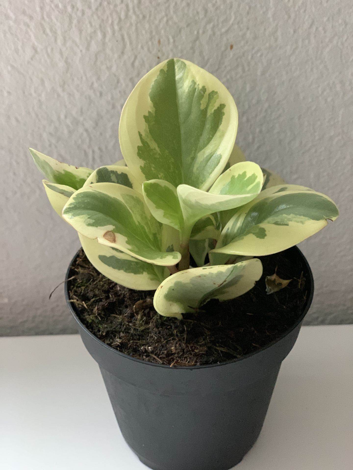 Variegated Baby Rubber Plant Houseplant Peperomia Obtusifol Variegata House Plant in Black Plastic 4" Pot  Cash Only 