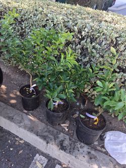 Grafted Citrus fruit trees for sale