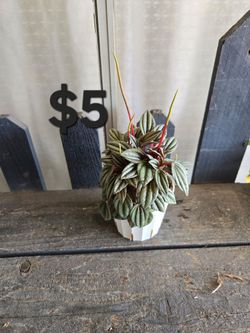 Peperomia rosso