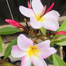 Plumeria 