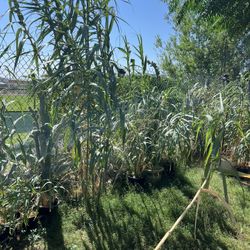 Bamboo Potted Plants