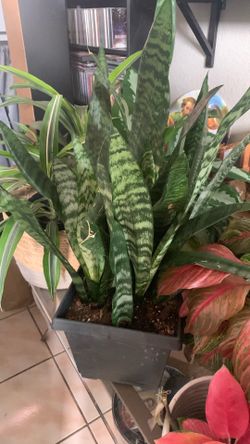 Sansevieria