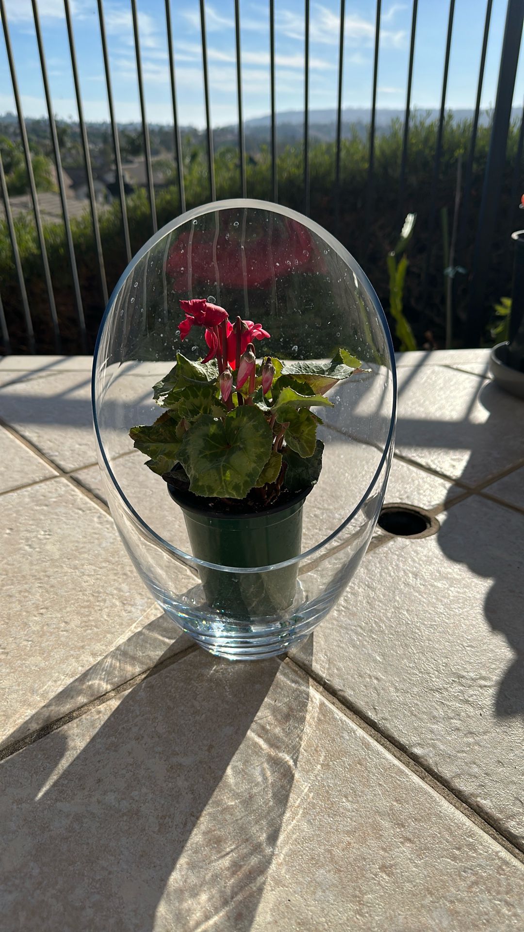 Red Flower In Glass Dome. You Can Also Use Glass Dome For Different Flower Plants